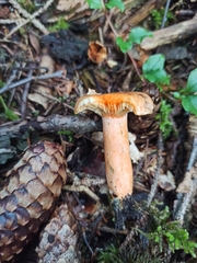 Lactarius deliciosus