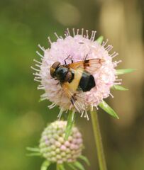 Volucella pellucens