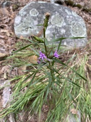 Liatris hirsuta