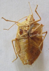 Chlorocoris