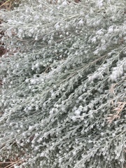 Artemisia cana