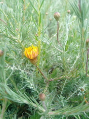 Leysera gnaphalodes