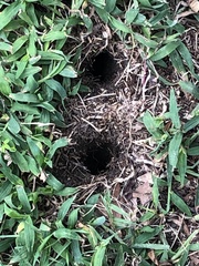 Microtus pennsylvanicus