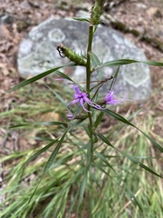 Liatris hirsuta