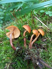 Gymnopilus picreus