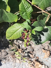 Phytolacca americana