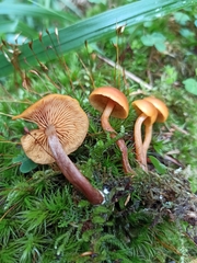 Gymnopilus picreus