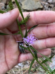 Liatris hirsuta