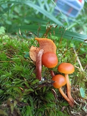 Gymnopilus picreus