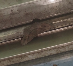 Larentiinae