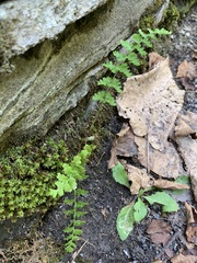 Polypodiopsida