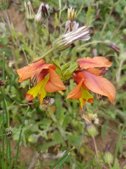 Gladiolus alatus