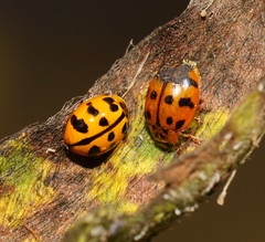 Harmonia octomaculata