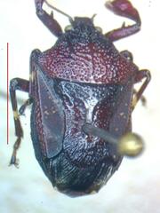 Asopinae