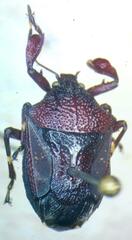 Asopinae