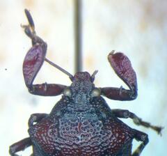 Asopinae