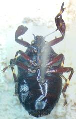 Asopinae