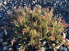 Salicornia pacifica