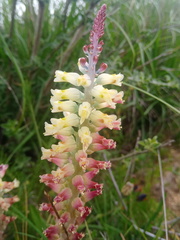 Lachenalia pallida
