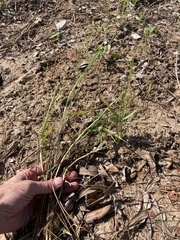 Panicum repens