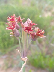 Tulbaghia capensis