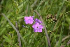Phlox glaberrima interior
