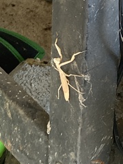 Schizomantodea