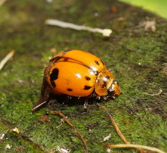 Harmonia octomaculata
