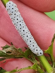 Tenthredo scrophulariae