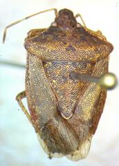 Pentatomidae