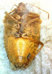 Pentatomidae
