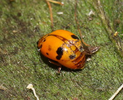 Harmonia octomaculata