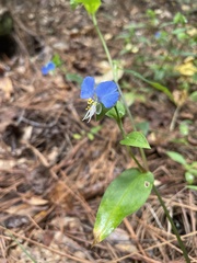 Commelina
