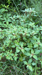 Acalypha rhomboidea