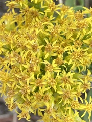 Chrysothamnus viscidiflorus