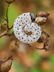 Tenthredo scrophulariae
