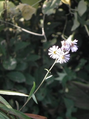 Tripolium pannonicum