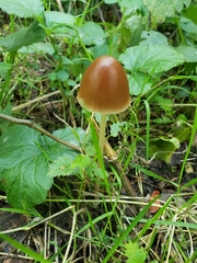 Parasola conopilea