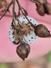 Tenthredo scrophulariae