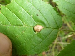 Neolasioptera farinosa