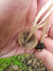 Parasola conopilea