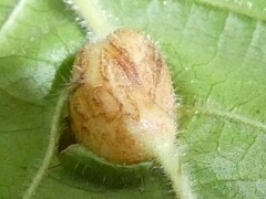 Neolasioptera farinosa