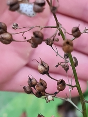 Tenthredo scrophulariae