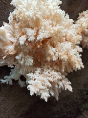 Hericium alpestre