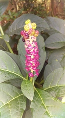 Phytolacca acinosa