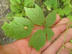 Neolasioptera farinosa