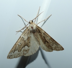 Caripeta divisata