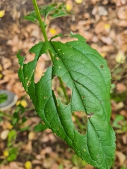 Tenthredo scrophulariae