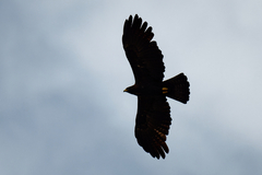 Ictinaetus malaiensis