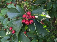 Crataegus chrysocarpa